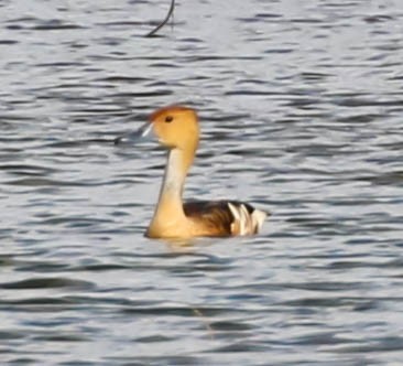 Fulvous Whistling-Duck - ML301677091
