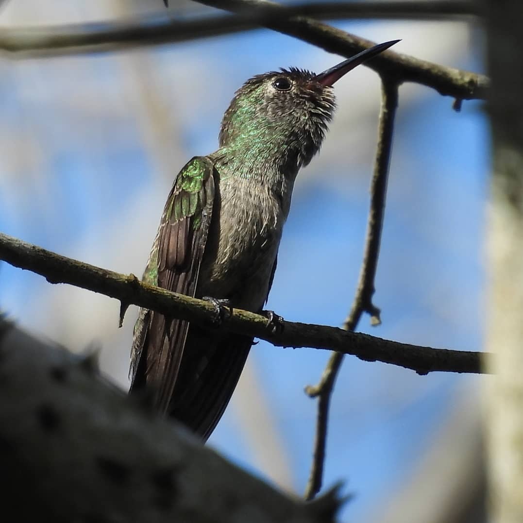 Scaly-breasted Hummingbird - Jorge Alcalá