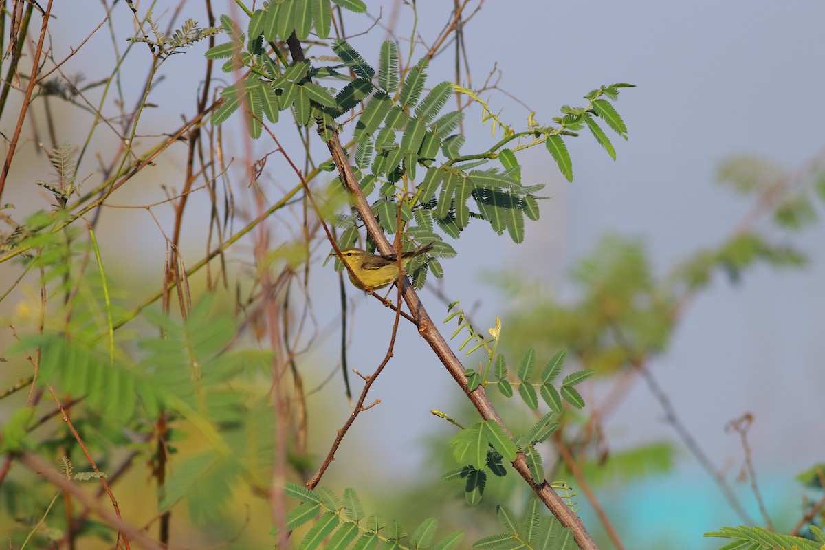Tickell's Leaf Warbler (Alpine) - Bank Sophonrat