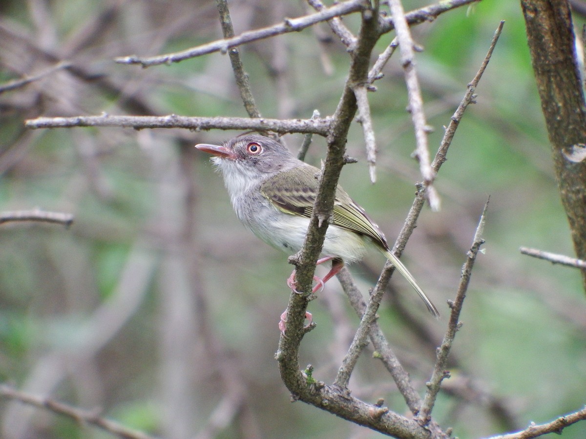 Pearly-vented Tody-Tyrant - ML301695031