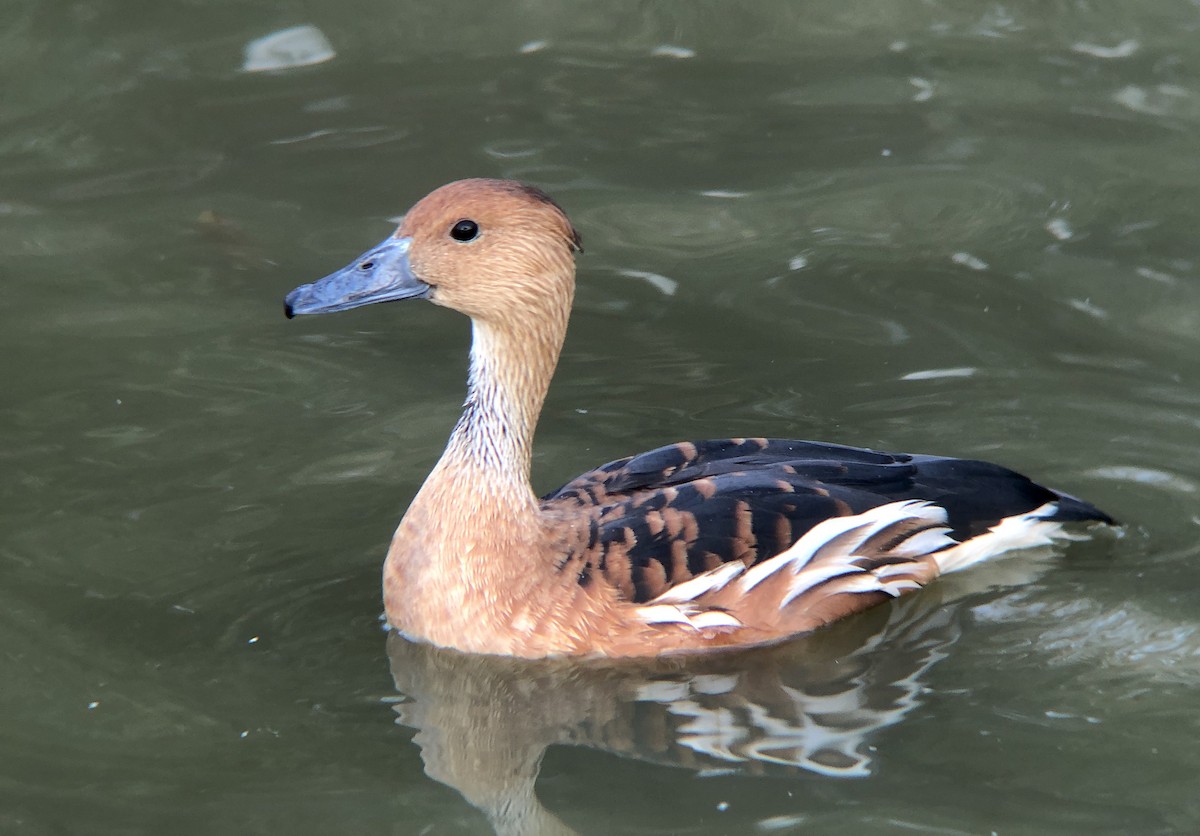 Fulvous Whistling-Duck - Marie Chappell