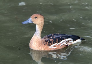 Fulvous Whistling-Duck, ML301701691