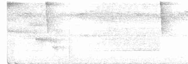 Сипуха темно-бура (підвид tenebricosa/arfaki) - ML301701921