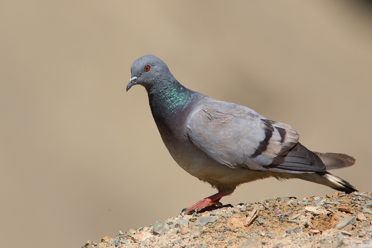 Pigeon des rochers - ML301705681