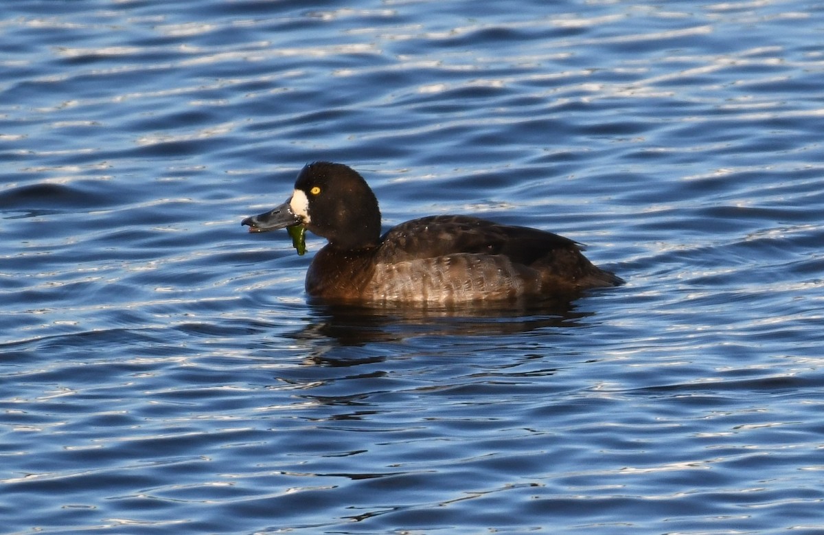 Greater Scaup - ML301705951