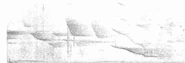 holub běloprsý - ML301712781