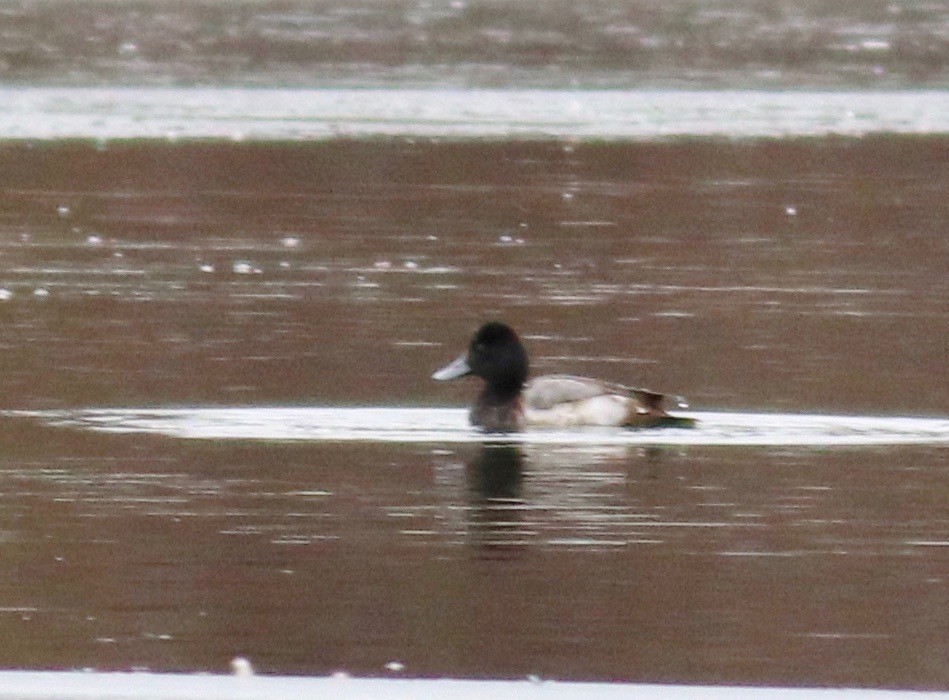 Greater Scaup - ML301717651