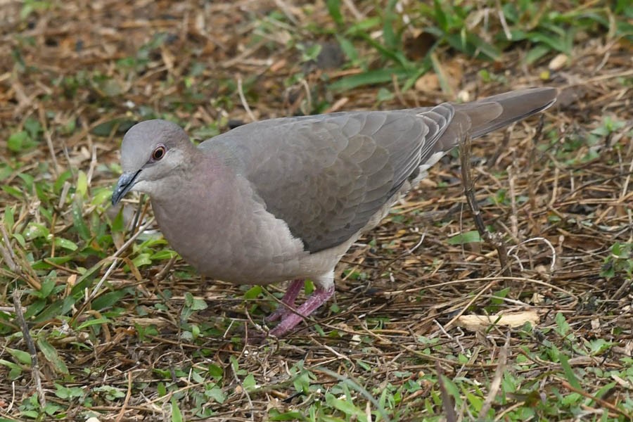 White-tipped Dove - Troy Hibbitts