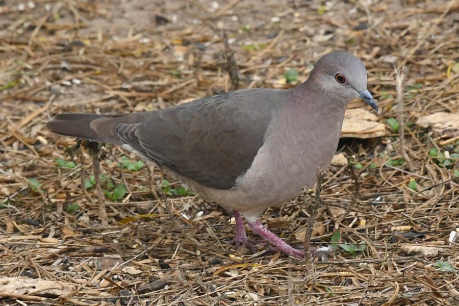 White-tipped Dove - Troy Hibbitts