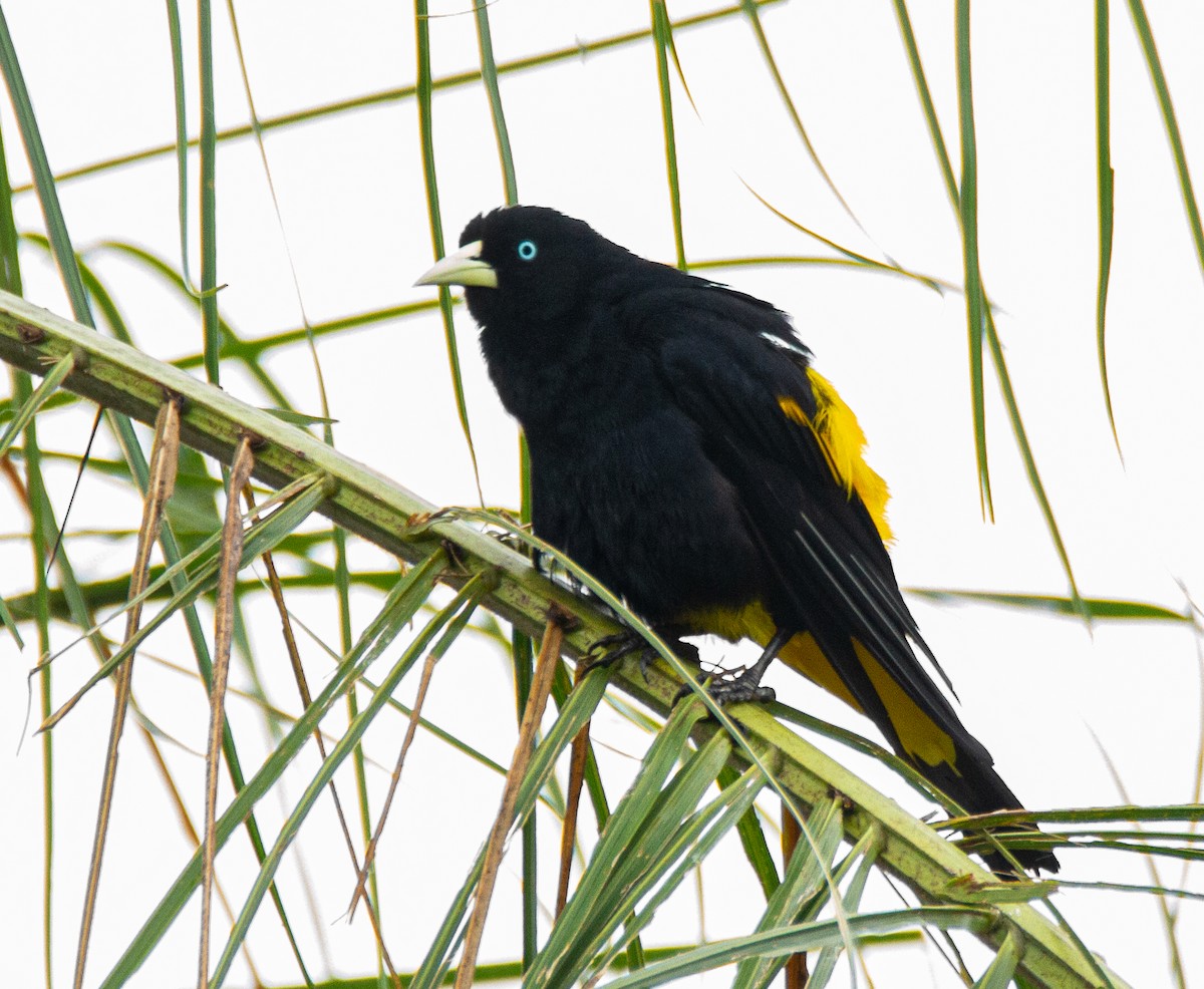 Yellow-rumped Cacique - ML301722391