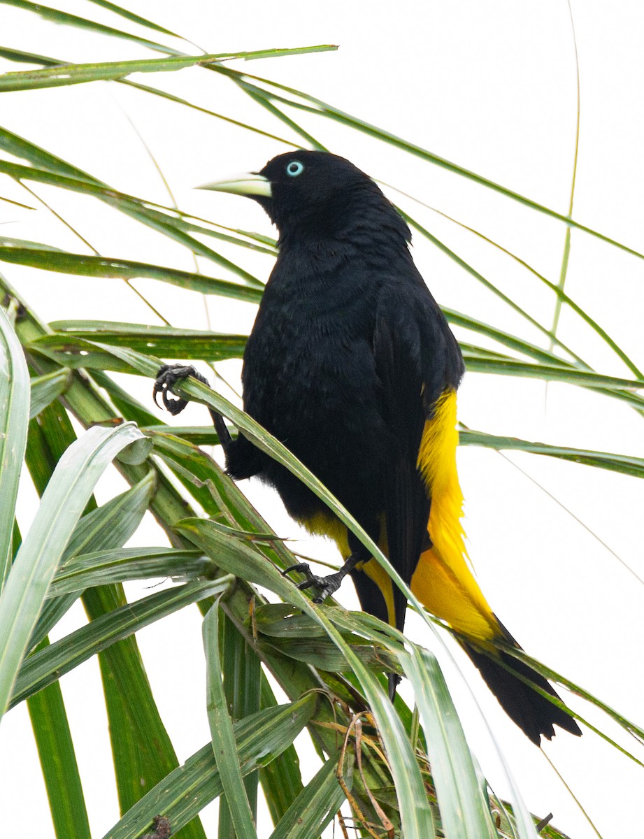 Yellow-rumped Cacique - ML301722411