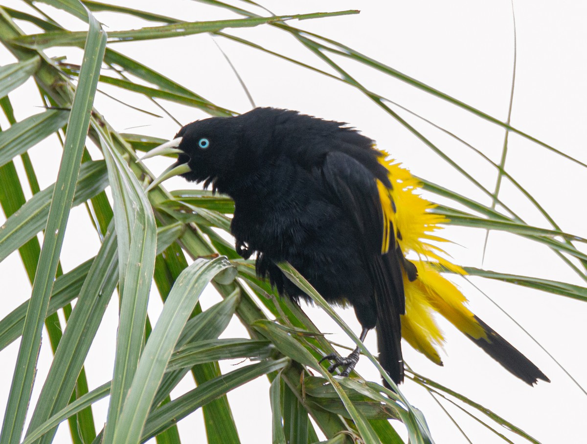Yellow-rumped Cacique - ML301722421