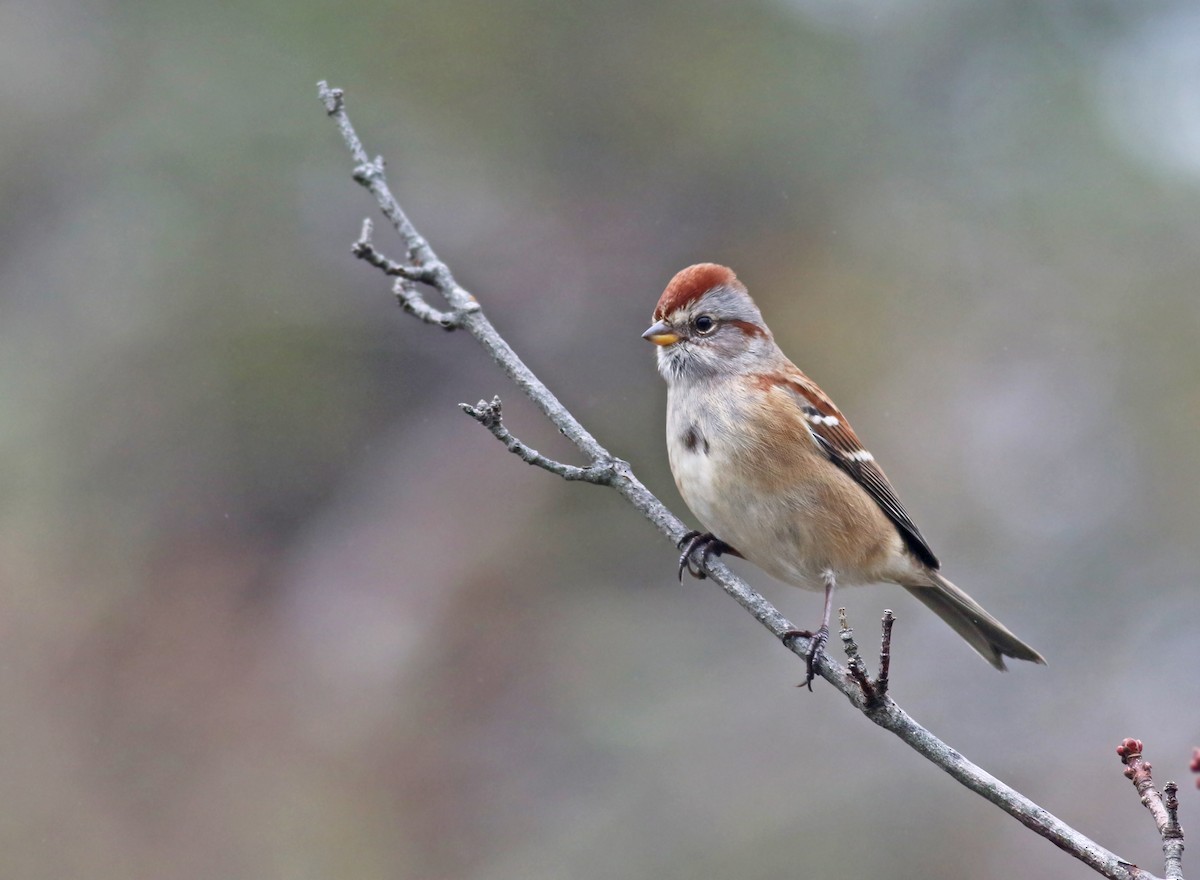 American Tree Sparrow - ML301723581