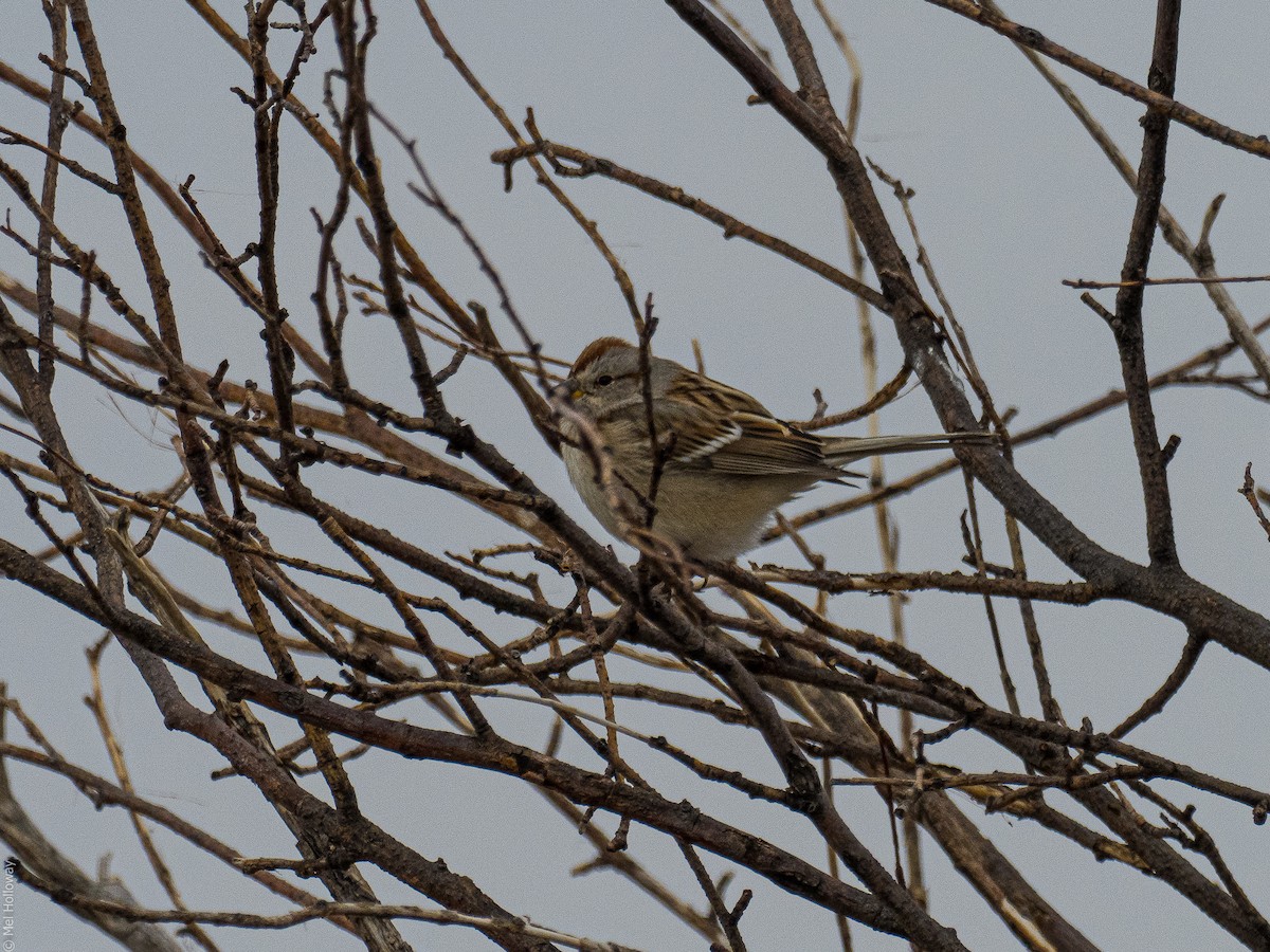 American Tree Sparrow - ML301724181