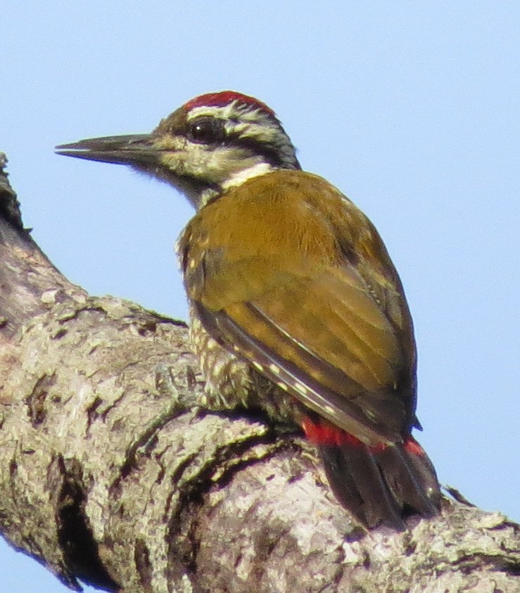 Fire-bellied Woodpecker - ML301724641