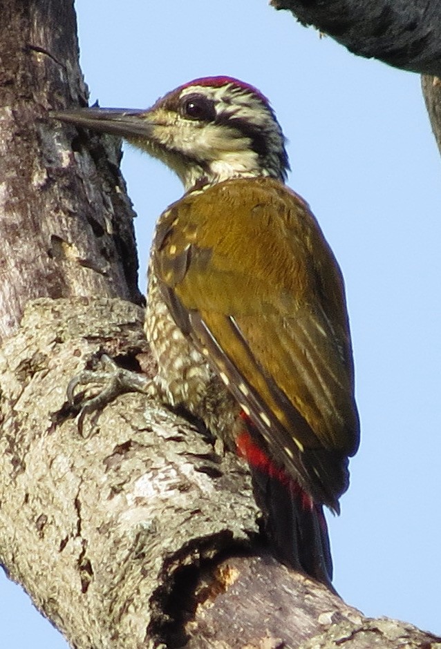 Fire-bellied Woodpecker - ML301724651