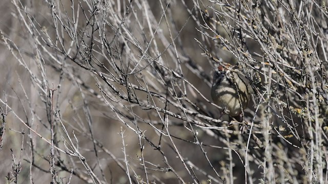 Rufous-crowned Sparrow - ML301730751