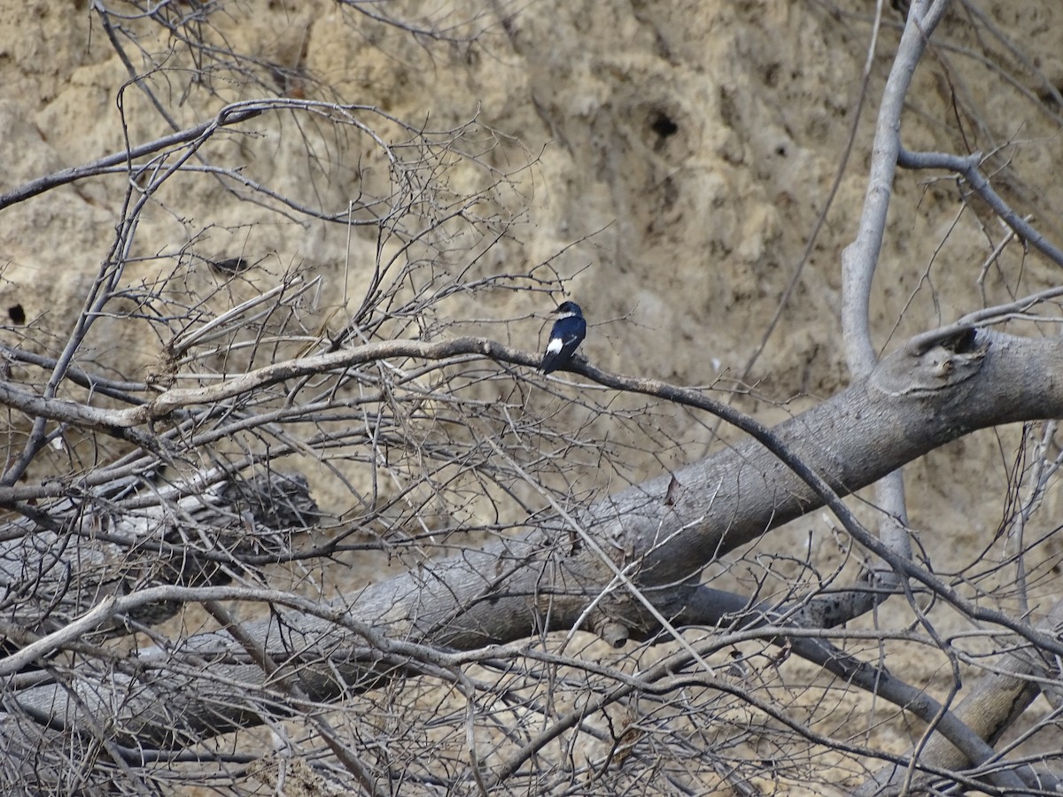 White-winged Swallow - ML301732131