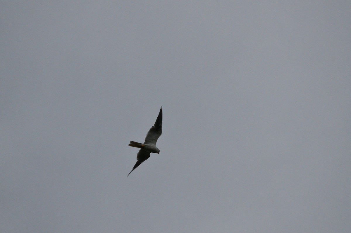 White-tailed Kite - Kevin Empey