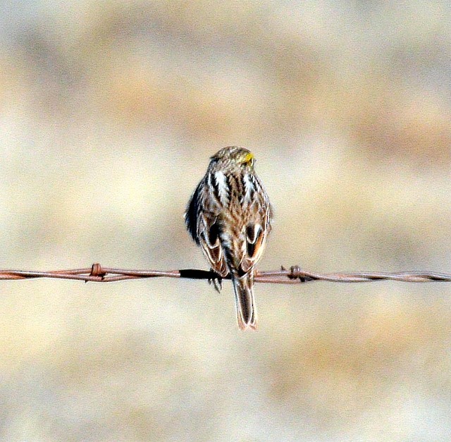 Grasshopper Sparrow - ML30173281
