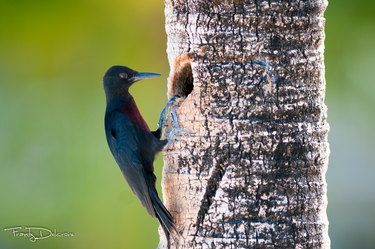 Guadeloupe Woodpecker - Frantz Delcroix (Duzont)