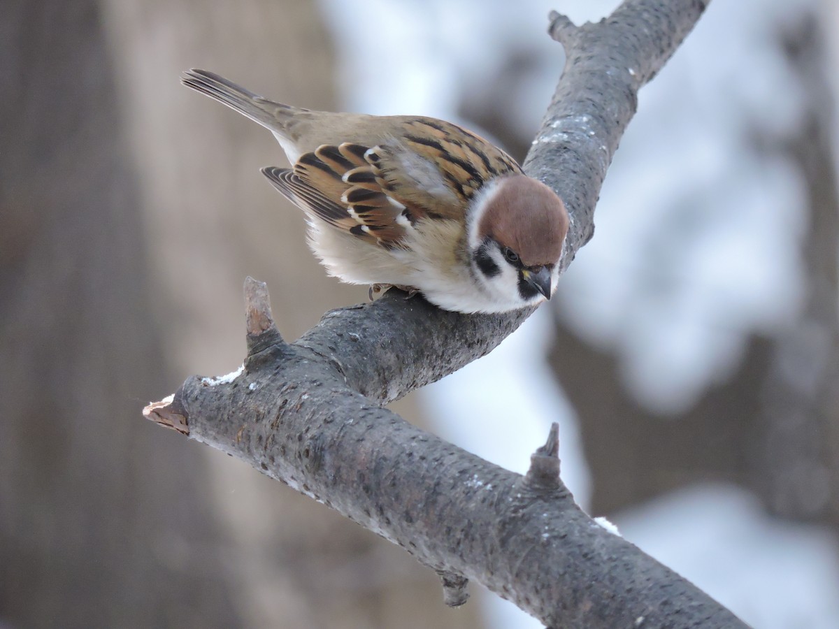 Eurasian Tree Sparrow - Boris Georgi
