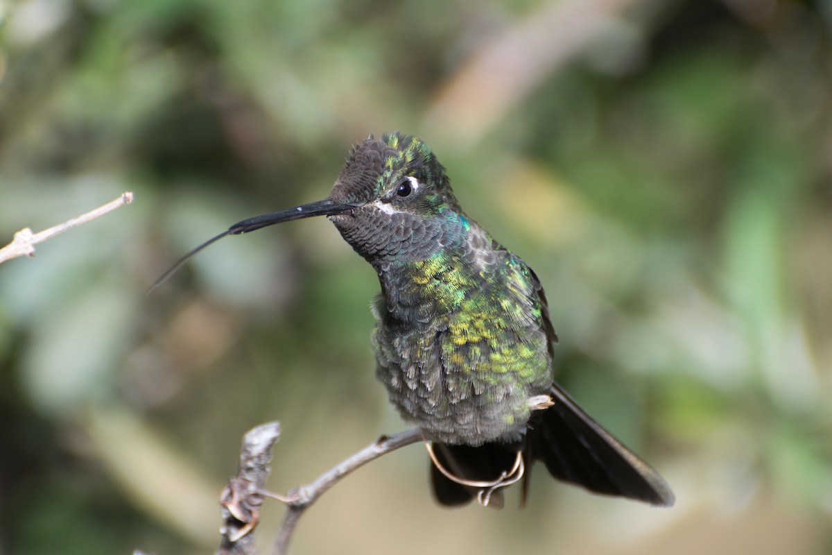 Rivoli's Hummingbird - ML301733661