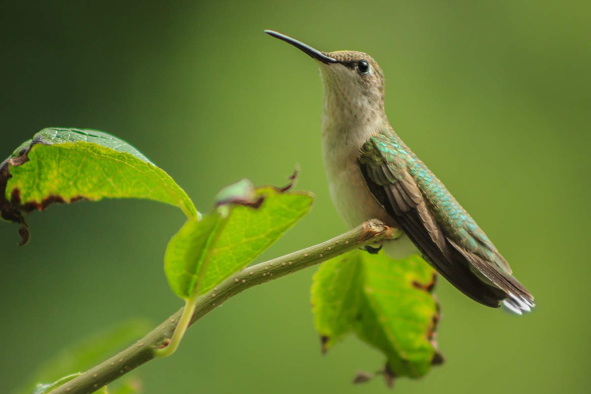 Ruby-throated Hummingbird - Matt Felperin