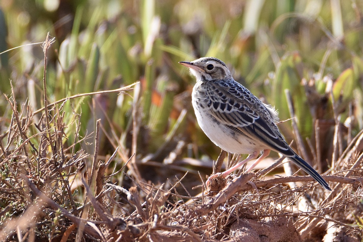 African Pipit - ML301734881