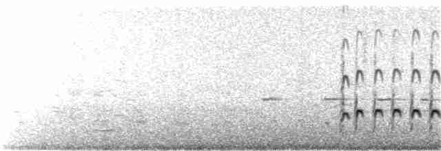 Whimbrel (Hudsonian) - ML30174181