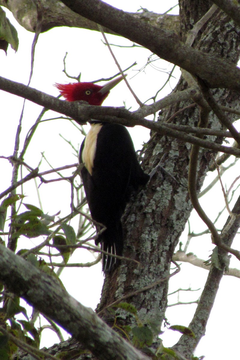 Cream-backed Woodpecker - Fabricio C. Gorleri