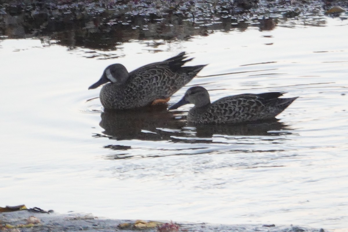 Blue-winged Teal - ML301748891