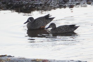 Blue-winged Teal, ML301748891