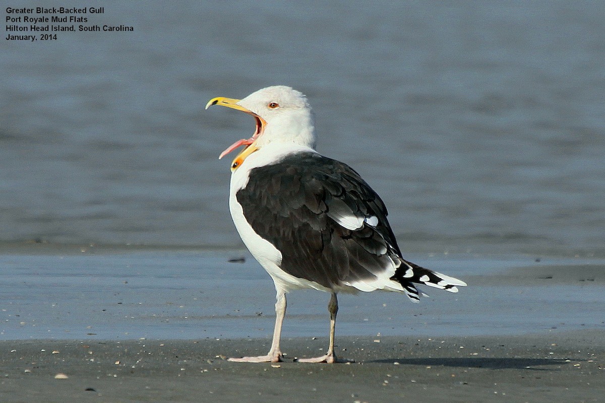 Great Black-backed Gull - Tom Moxley
