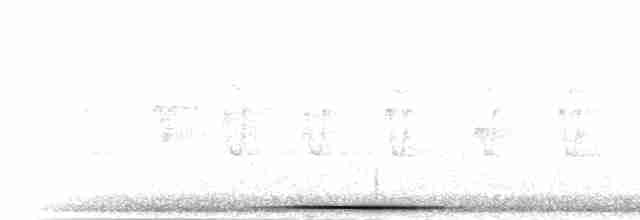 gråpannedue - ML301750