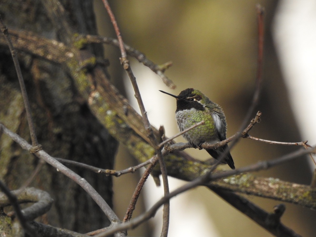 Anna's Hummingbird - ML301750151