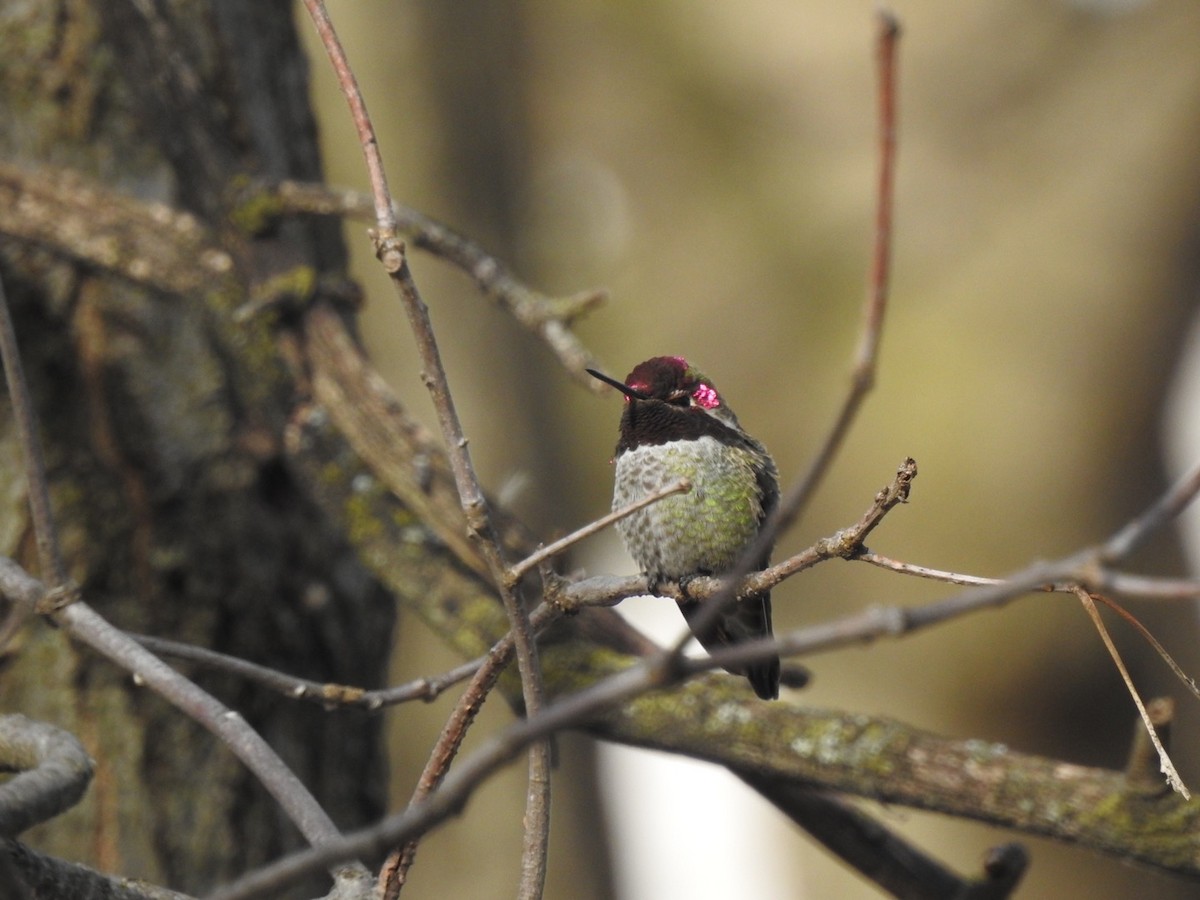 Anna's Hummingbird - ML301750161