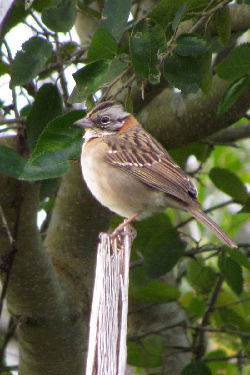 Rufous-collared Sparrow - Fabricio C. Gorleri