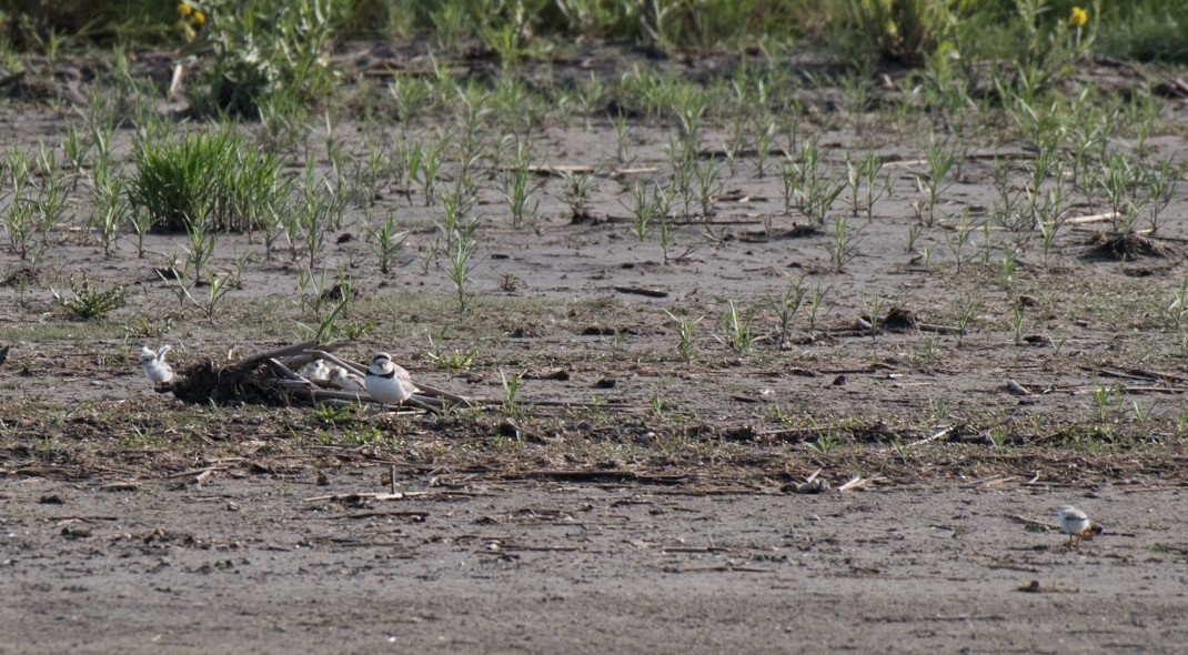 Piping Plover - ML30175281