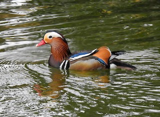 Mandarin Duck, ML301753771