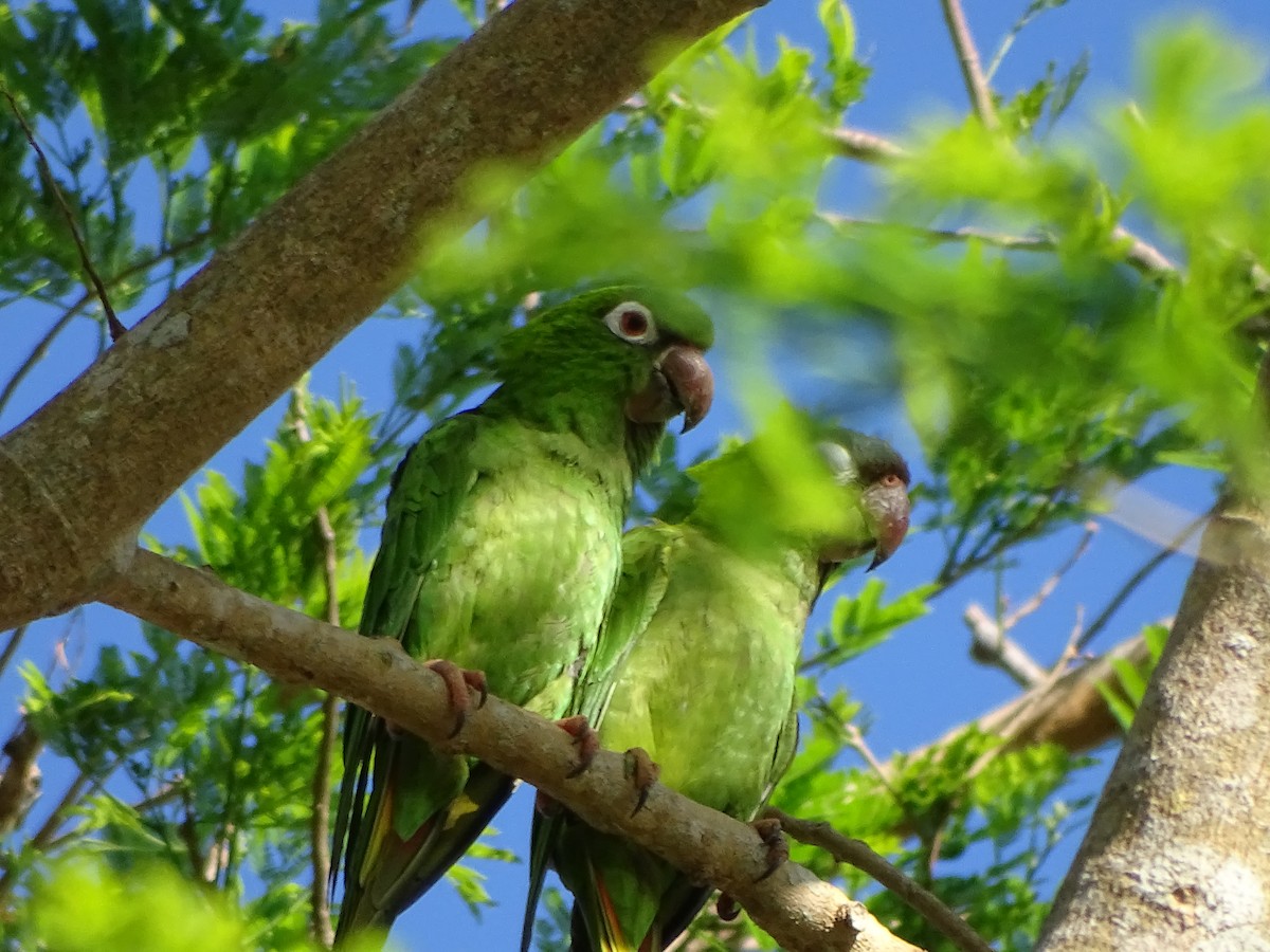 Blue-crowned Parakeet - ML301755471