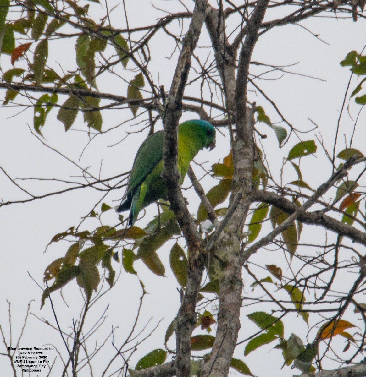 Blue-crowned Racquet-tail - Kevin Pearce