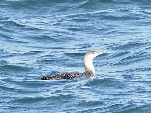 Red-throated Loon - ML301760691