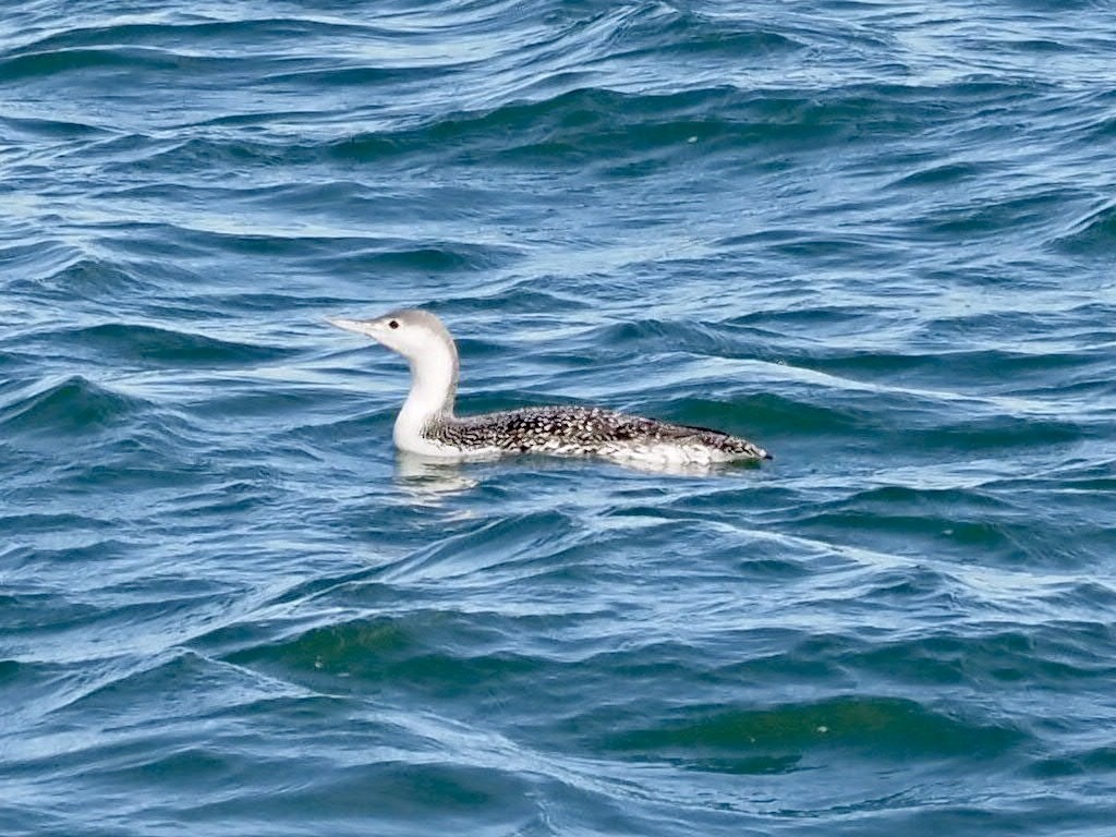 Red-throated Loon - ML301760701