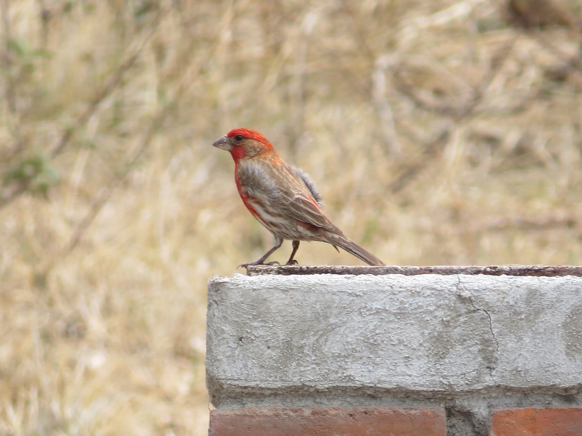 House Finch - Oveth Fuentes