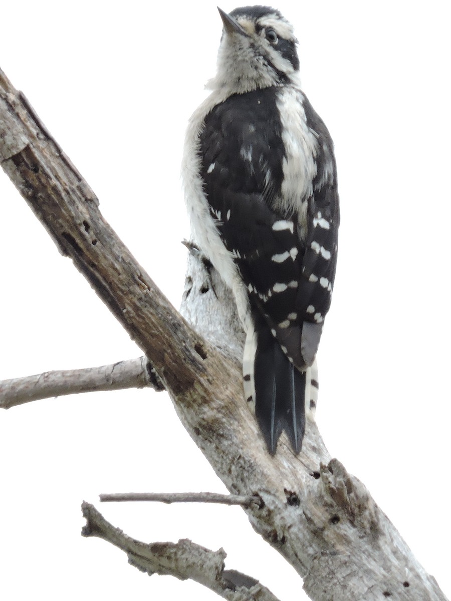 Downy Woodpecker - ML30176201