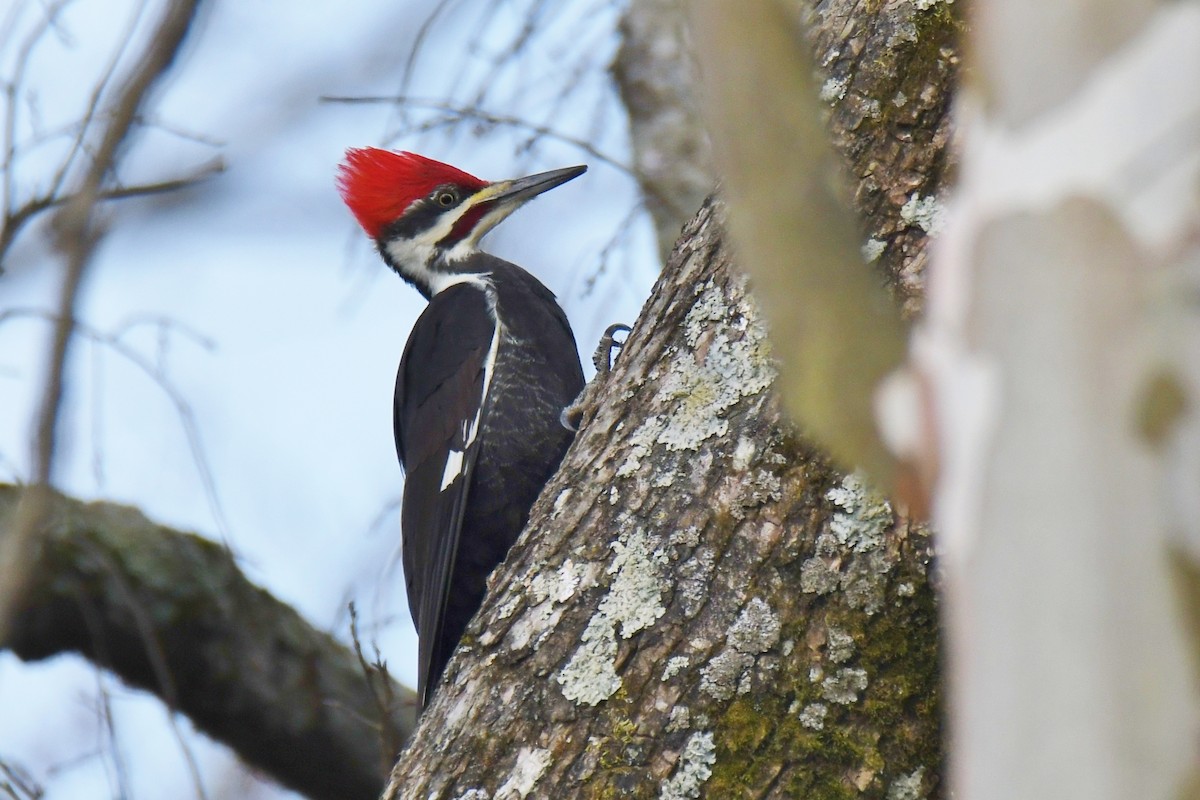 Pileated Woodpecker - Ron Hirsch