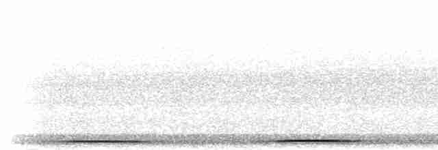 holub šedočelý - ML301765