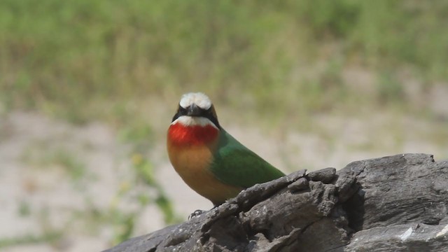 White-fronted Bee-eater - ML301765871