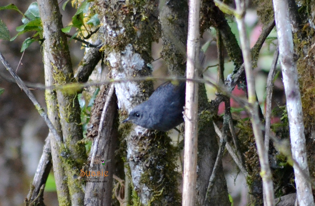 Pale-bellied Tapaculo - ML301769511